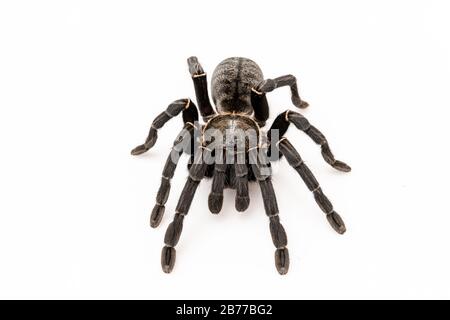 Specie asiatiche Tarantola spider trovati in Thailandia, il nome scientifico è 'Haplopelma minaz Theraphosidae Haplopelma'. Foto Stock