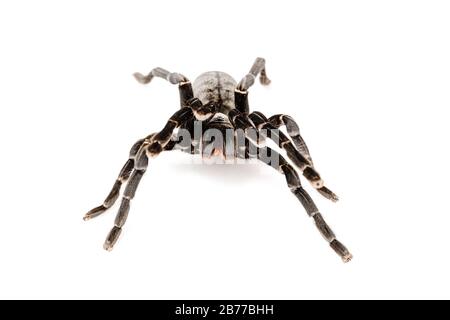 Specie asiatiche Tarantola spider trovati in Thailandia, il nome scientifico è 'Haplopelma minaz Theraphosidae Haplopelma'. Foto Stock