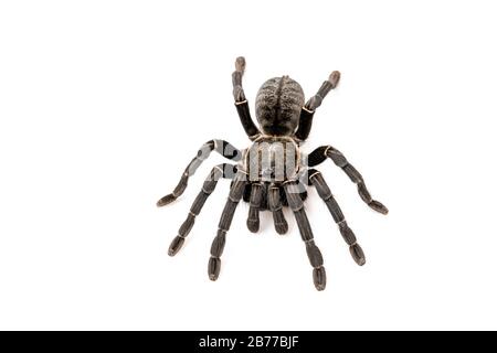 Specie asiatiche Tarantola spider trovati in Thailandia, il nome scientifico è 'Haplopelma minaz Theraphosidae Haplopelma'. Foto Stock