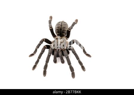 Specie asiatiche Tarantola spider trovati in Thailandia, il nome scientifico è 'Haplopelma minaz Theraphosidae Haplopelma'. Foto Stock