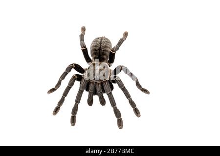 Specie asiatiche Tarantola spider trovati in Thailandia, il nome scientifico è 'Haplopelma minaz Theraphosidae Haplopelma'. Foto Stock