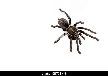 Specie asiatiche Tarantola spider trovati in Thailandia, il nome scientifico è 'Haplopelma minaz Theraphosidae Haplopelma'. Foto Stock