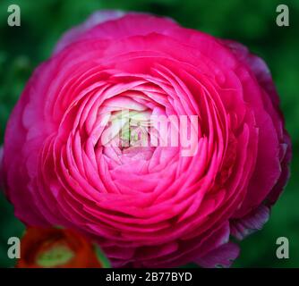 Foto di un bellissimo enorme fiore rosa nel parco Foto Stock