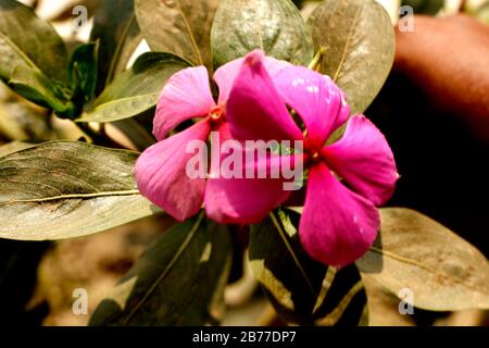 Fiore rosa di alta qualità nel Giardino dei Fiori Foto Stock