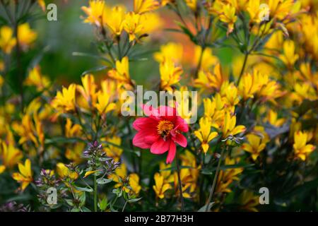 Dahlia seedling, fiori rossi arancio, centro scuro, dahlia fiorita peonia, Alstroemeria violacea giallo amicizia, fiori gialli, letto, bordo, giardino, giardini, Foto Stock