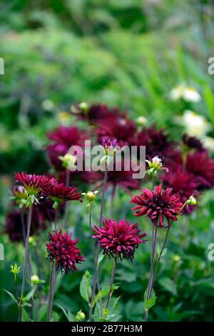 Dahlia chat noir,dalie,dark,viola,quasi nero,fiore,fiori,fioritura,perenne,RM Floral Foto Stock