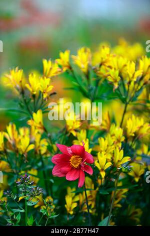 Dahlia seedling, fiori rossi arancio, centro scuro, dahlia fiorita peonia, Alstroemeria violacea giallo amicizia, fiori gialli, letto, bordo, giardino, giardini, Foto Stock