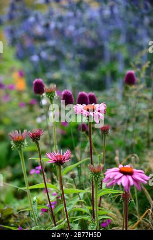 Echinacea purpurpurea magnus,coneflower viola,Allium sphaerocephalon,fiore viola,coneflowers,fiore,fiori,ritratti di piante,perenni,confine misto,mi Foto Stock