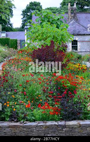 Giugno Blake's Garden,Wicklow,Irlanda,Giardino,giardini,confine erbaceo,mix,misto,piantagione,perenni,dahlias,helenium,perficaria,angelica,alstroemeria,h. Foto Stock