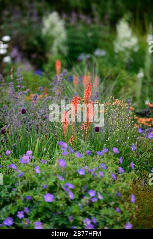 Confine erbaceo,mix,misto,piantare,perenni,Kniphofia caulescens,rosso hot poker,verbascum,geranio,confine misto,giallo arancio fiori blu,RM Flora Foto Stock