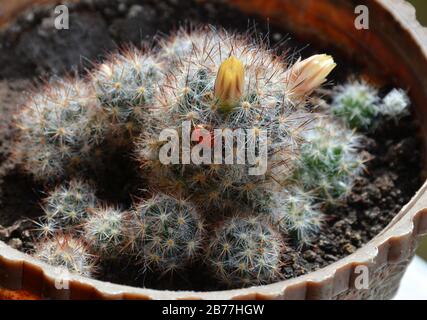 Fiore giallo brillante e frutti rossi di Mammillaria elongata (cactus ladyfinger).cactus ladyfinger fruttato. Foto Stock