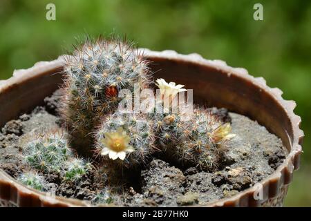 Fiore giallo brillante e frutti rossi di Mammillaria elongata (cactus ladyfinger).cactus ladyfinger fruttato. Foto Stock