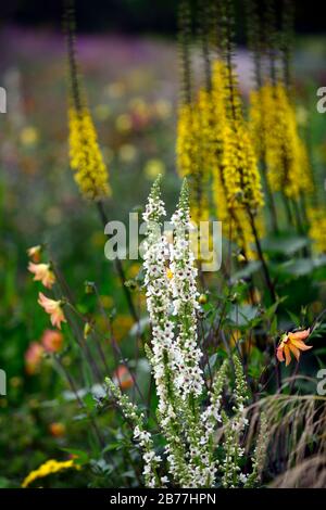 Album chaixii di Verbascum,punte di fiori bianchi,guglie,mullein,mulleins,fiori bianchi,fiori,fioritura,perenni,RM floreale Foto Stock