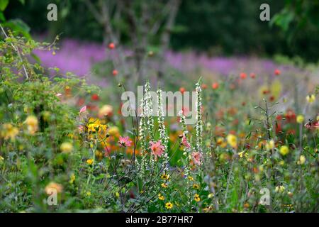 Album chaixii di Verbascum,punte di fiori bianchi,guglie,mullein,mulleins,fiori bianchi,fiori,fioritura,perenni,RM floreale Foto Stock