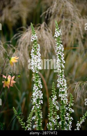 Album chaixii di Verbascum,punte di fiori bianchi,guglie,mullein,mulleins,fiori bianchi,fiori,fioritura,perenni,RM floreale Foto Stock