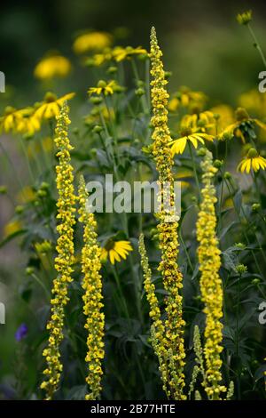 Verbascum chaixii sedici candele, chiodi di fiori gialli, guglie, mullein, mulleins, fiore bianco, fiori, fioritura, piante perenni, RM floreale Foto Stock