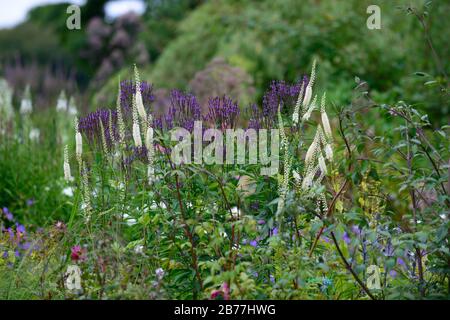 Verbena hastata,porpora,Cimicifuga rubifolia Blickfang,Actaea rubifolia Blickfang,racema bianco,fiore,fiori,fioritura,giardino,giardini,perenne,verben Foto Stock