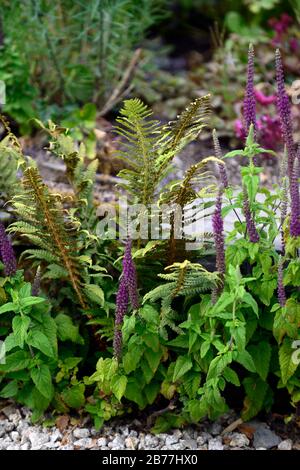 Teucrium hircanicum porpora code, germander, legno di salvia, porpora fiore guglie, porpora fiore pighe, perenni, semenzali, giovani giovani giovani giovani volontari, dryopteris, RM Foto Stock