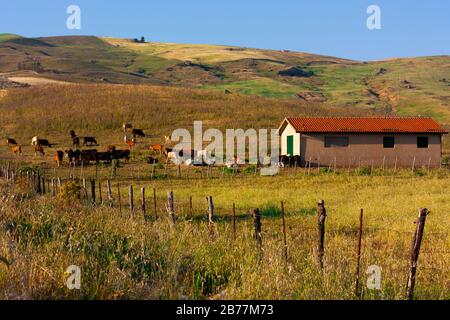 Paesaggio autunnale di pascolo con un gregge di mucche. Le colline di colori di erba gialla e verde, un capanno con un tetto rosso e recinto rustico. Foto Stock