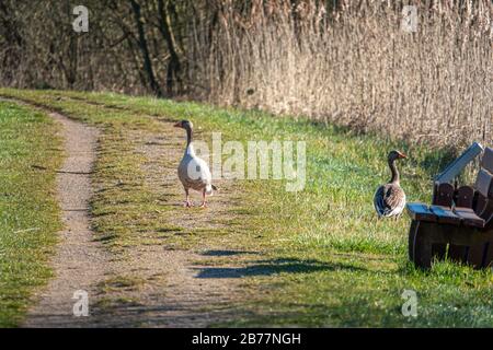 un paio di oche grigie camminano lungo un sentiero Foto Stock