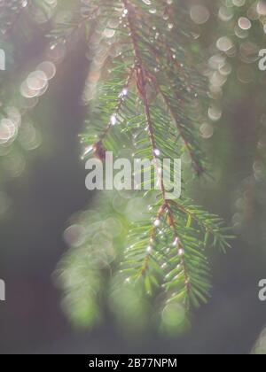 rami di abete rosso nella foresta Foto Stock