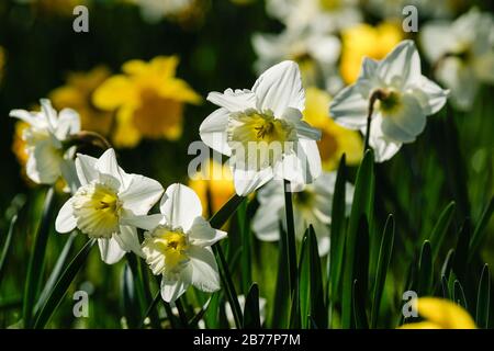 Daffodils Foto Stock