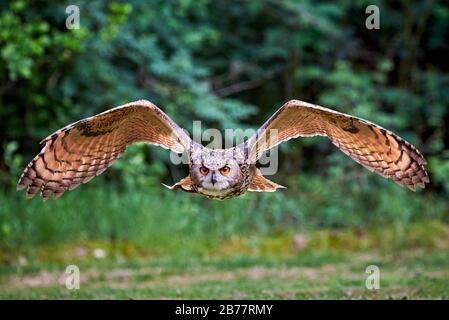 Aquila-gufo eurasiatico in volo ( bubo bubo ) Falconeria Foto Stock