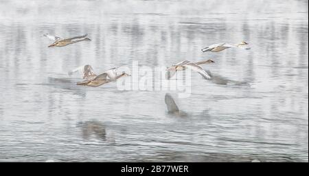 Whooper cigni che volano in basso sull'acqua Foto Stock