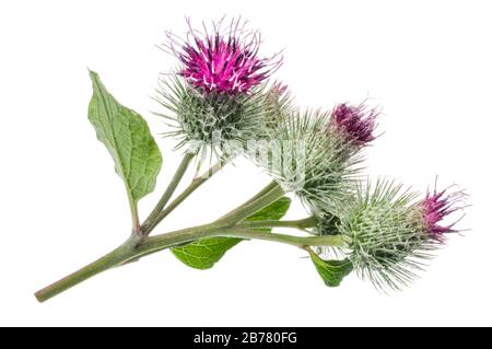 Teste di fiori di burdock prickly isolato su sfondo bianco. Foto Stock