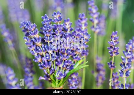 Mazzo di lavandula fresca in mano dell'uomo. Campo di giovani piante da fiore di lavanda sullo sfondo. Foto Stock