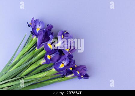 Bella iride fiori su sfondo viola, cartolina vacanza con spazio copia. Foto Stock