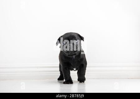 Un adorabile cucciolo di Pug di sei settimane di colore nero su sfondo bianco. Il cucino carino sta guardando la macchina fotografica. Foto Stock