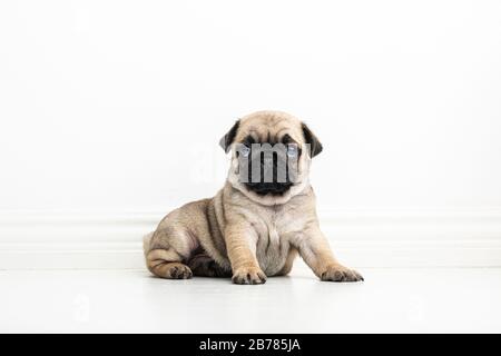 Un adorabile cucciolo di pug purebred di sei settimane su sfondo bianco. Il cucino giovane carino sta guardando la macchina fotografica. Foto Stock