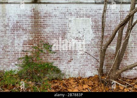 un muro di mattoni imbiancati sul retro del giardino con alberi e muschio coltivati Foto Stock