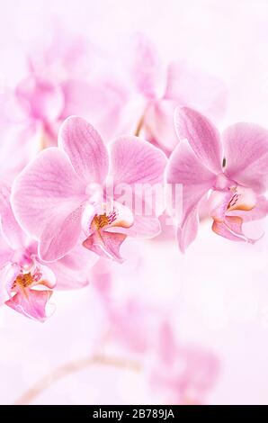 Bellissimo sfondo floreale. Orchidee rosa Phalaenopsis primo piano. Formato verticale. Foto Stock