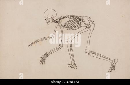 George Stubbs - un'esposizione anatomica comparata della Struttura del corpo umano con quella di una tigre e di un... Foto Stock