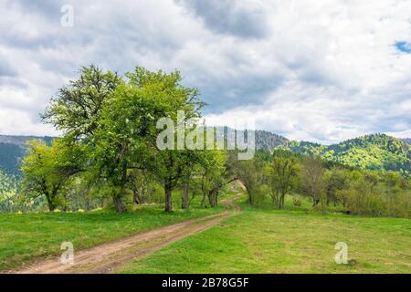 percorso attraverso frutteto abbandonato in montagna. apple alberi in fiore in un nuvoloso primavera giorno Foto Stock