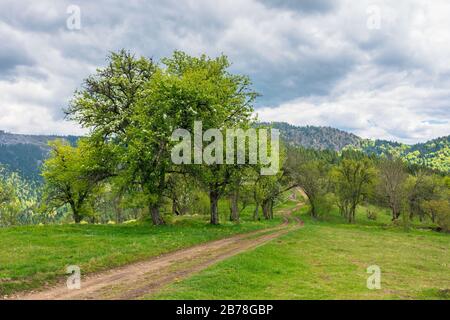 percorso attraverso frutteto abbandonato in montagna. apple alberi in fiore in un nuvoloso primavera giorno Foto Stock