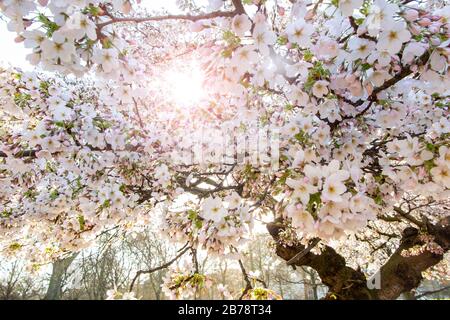 Fiorisce la primavera in una giornata di sole in un parco di Londra Foto Stock