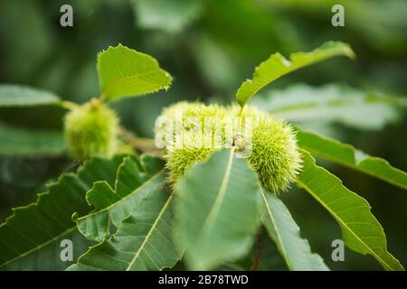 Castagne dolci (castanea sativa) Nella loro conchiglia pallida sull'albero a Tatton Park Cheshire Inghilterra Regno Unito Foto Stock