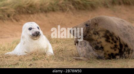 Madre di foca grigia con il suo cucino, Donna Nook National Nature Reserve. Donna Nook, Lincolnshire, Inghilterra, Regno Unito Foto Stock