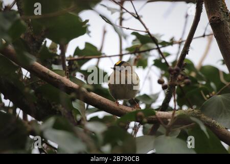 Goldcrest - il più piccolo uccello d'Europa, seduto su un ramo Foto Stock