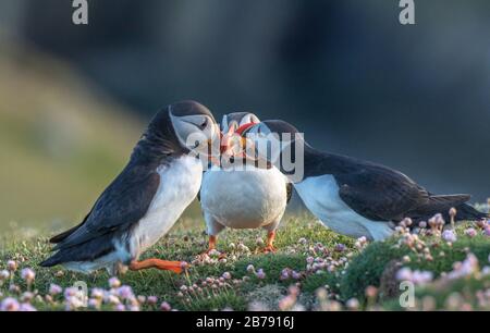 Tre pulcinelle dell'Atlantico che si incontrano tra i fiori, Fair Isle, Shetland, Scozia, Regno Unito Foto Stock