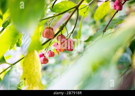 fiori di euonimo su un ramo contro il fogliame Foto Stock