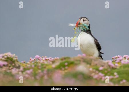 Puffin Atlantico che cammina tra i fiori con materiale di nidificazione, tra cui la linea di pesca e una piuma nella sua fattura, Fair Isle, Shetland, Scozia, Regno Unito Foto Stock