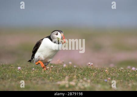 Puffin Atlantico camminando tra i fiori con materiale di nidificazione nel suo becco, Fair Isle, Shetland, Scozia, Regno Unito Foto Stock