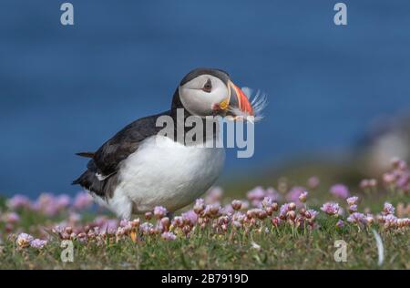 Puffin Atlantico con una piuma nella sua fattura che cammina tra i fiori, Fair Isle, Shetland, Scozia, Regno Unito Foto Stock
