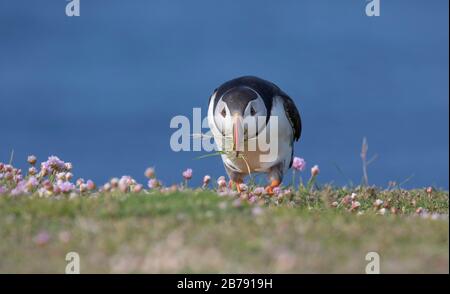 Puffin Atlantico camminando tra i fiori con materiale di nidificazione nel suo becco, Fair Isle, Shetland, Scozia, Regno Unito Foto Stock