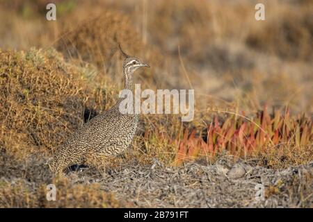 Elegante tinamou crestato, Valdes Peninsula, Chubut Provincia, Argentina, Sud America Foto Stock