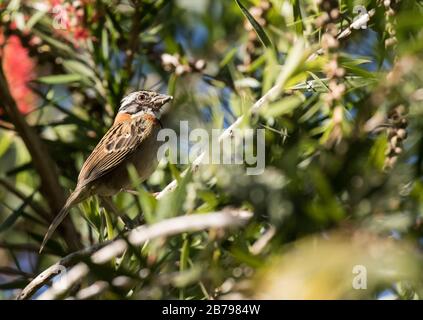 Passero di Rufous-Collared Foto Stock